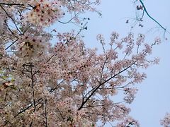 -西安青龙寺遗址景区