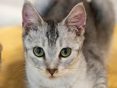 -楼上猫咖(罗湖店)