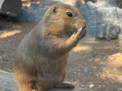 -大连森林动物园