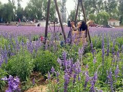 android_upload_pic-北京东方普罗旺斯薰衣草庄园