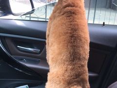 -爱侣宠医·鹦鹉专科·小型哺乳类·异宠专科(灵石路店)