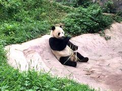 -都江堰中华大熊猫苑