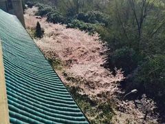 -武汉大学-樱园