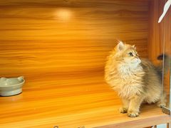 -猫十亿·布偶金渐层·曼基康矮脚猫舍(青年路店)