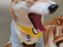-逗柴咖啡屋·狗咖猫咖宠物桌游