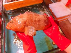 石斑鱼-凯华海鲜火锅·传承三十六年