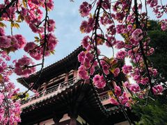 -西安青龙寺遗址景区