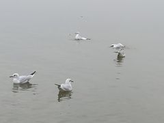 -深圳湾公园(南山区)
