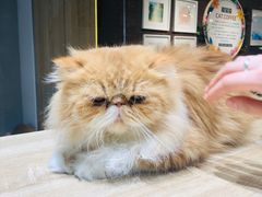 -藏猫猫咖啡主题馆(中央大道店)