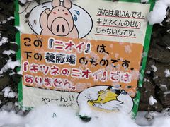 -宫城藏王狐狸村