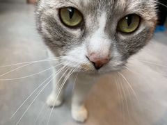 -猫儿山۰猫主题餐厅