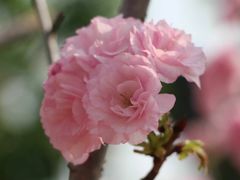 -天适樱花悠乐园