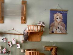 -MOYOYO猫咪咖啡店