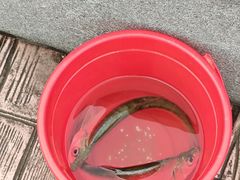 -福建鲤鱼洲酒店