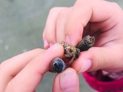 -红树林天天赶海