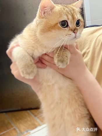 上个礼拜家里跑来一只虎头虎脑的萌萌哒猫咪，没错