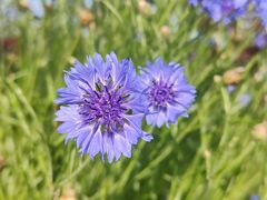 -花开海上生态园