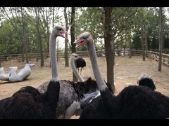 -大连森林动物园