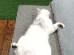 -伟伟宠物医院·CT影像中心·瑞派犬猫综合性门诊(汉口总院)