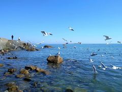 -海合安青岛极地海洋公园