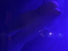 -大连圣亚海洋世界