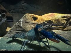 -上海海洋水族馆