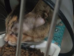 -佳雯宠物医院·皮肤科·内外科(春晓路分院)