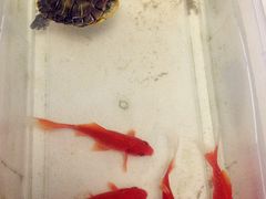 -中环花鸟鱼虫市场