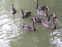 -成都世纪城假日酒店-西楼