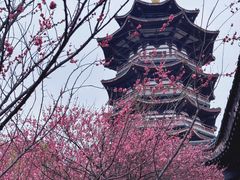 -洋湖国家湿地公园