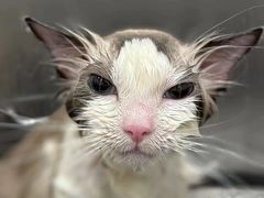 -囡的喵喵酱·萌宠生活馆·宠物洗护美容(胶州路店)