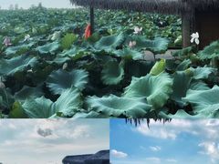 -池杉湖湿地公园