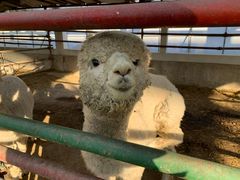 -南宫五洲植物乐园