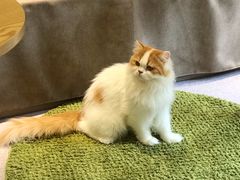 -猫和宫(六道口店)