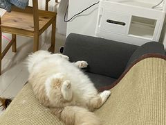 -猫大福·Fortune Cat猫舍(百子湾店)