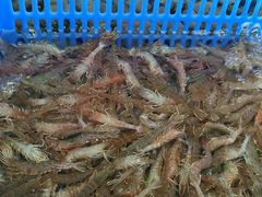 -龙溪海鲜酒家(溪涌店)