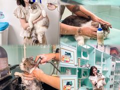 -猫宠乐园·专业洗护