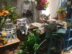 -共舞时光猫咖·狗咖(新街口店)
