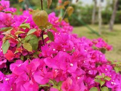 -文华公园(禅城区)