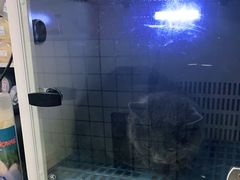-袖虎宠物·金渐层缅因猫舍(灵芝店)