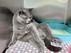 -东莞宠友24H宠物中心医院·转诊夜诊·异宠(新河北路院)