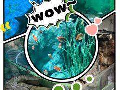 -上海海洋水族馆