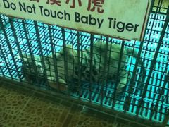 -是拉差龙虎园(Permanently closed)