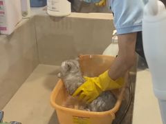 -艾贝尔宠物医院·24H转诊中心·肿瘤猫专科(江宁双龙店)