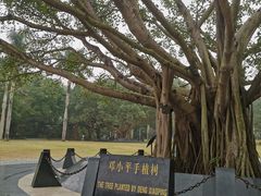 -深圳仙湖植物园