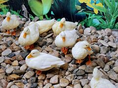 -正佳雨林生态植物园