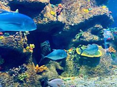 -沙沙哗啦海洋馆(华宇百花谷店)