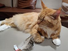 -MOCHA明星猫咖(田子坊店)