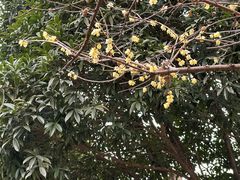 -CHARLIETOWN红茶公司(南京万象天地店)