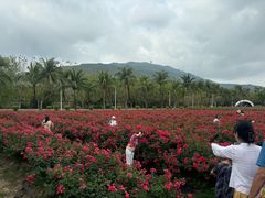 -亚龙湾国际玫瑰谷